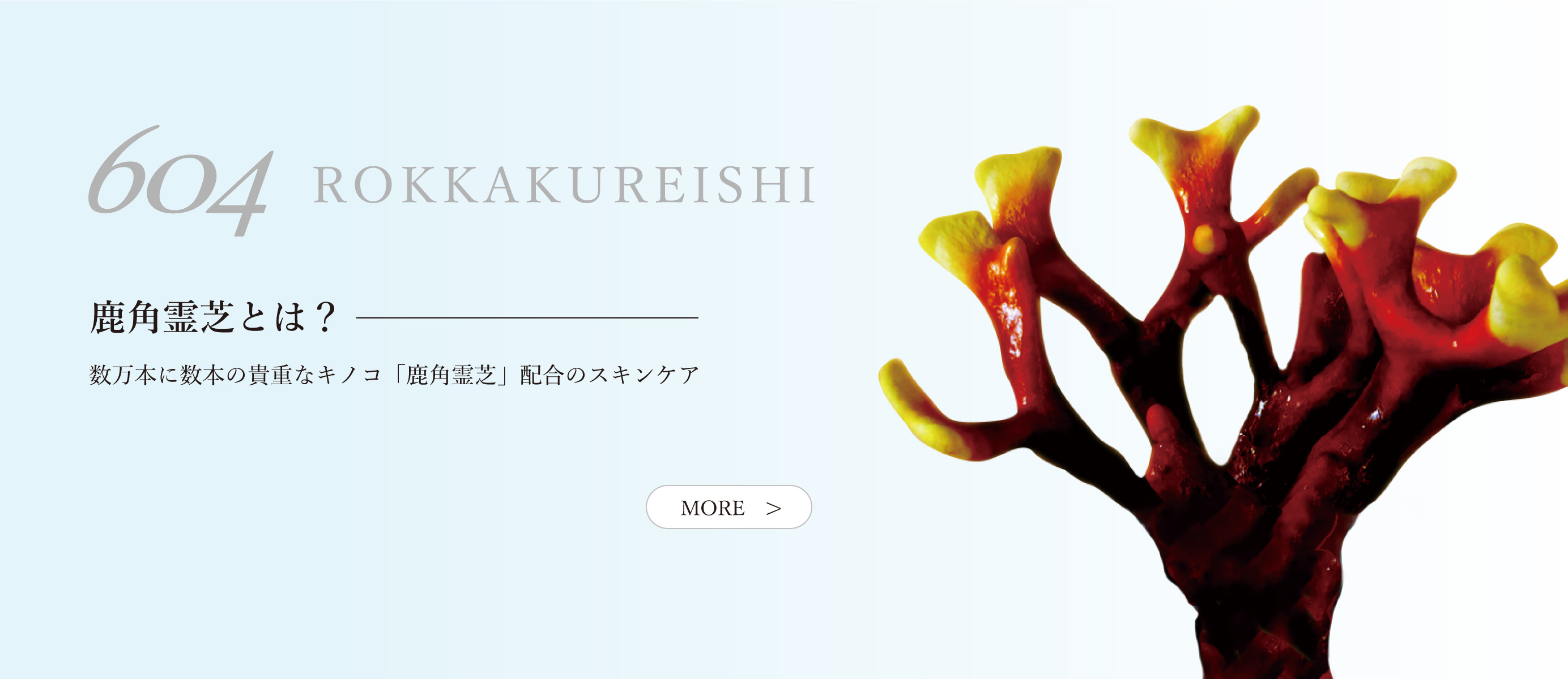 鹿角霊芝とは？のスライド画像